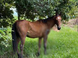 Sitiante de Anhumas é multado em R$ 12 mil por maus-tratos a animais