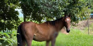 Sitiante de Anhumas é multado em R$ 12 mil por maus-tratos a animais