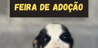 Abrigo de Animais e Parque Shopping Prudente promovem feira de adoção neste sábado
