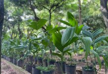 Semea lança Programa Disque Árvore para ampliar arborização urbana