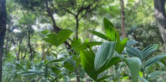 Semea lança Programa Disque Árvore para ampliar arborização urbana