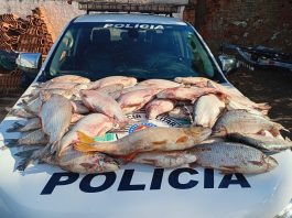 Polícia Ambiental doa 52 quilos de pescado a entidade de Dracena após apreensão em Lucélia