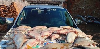 Polícia Ambiental doa 52 quilos de pescado a entidade de Dracena após apreensão em Lucélia
