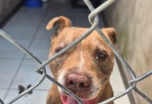 Polícia Civil resgata Pitbull solto em via pública em Pirapozinho