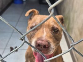 Polícia Civil resgata Pitbull solto em via pública em Pirapozinho