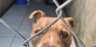 Polícia Civil resgata Pitbull solto em via pública em Pirapozinho