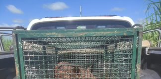 Filhote de anta ferido é resgatado em fazenda no município de Narandiba