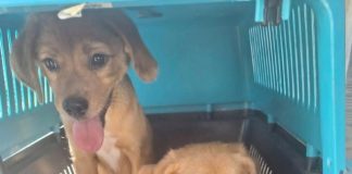 ONG de Presidente Prudente faz campanha para quitar dívida veterinária e continuar cuidando de animais resgatados