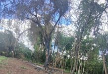 Sitiante é multado em R$ 5,3 mil por destruir vegetação nativa em Álvares Machado