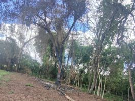 Sitiante é multado em R$ 5,3 mil por destruir vegetação nativa em Álvares Machado