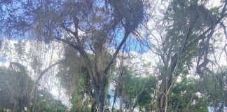 Sitiante é multado em R$ 5,3 mil por destruir vegetação nativa em Álvares Machado