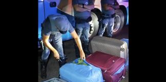 Polícia Rodoviária apreende quase 91 kg de folhas de coca em ônibus na rodovia Raposo Tavares