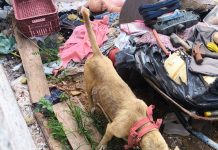 Moradora do João Domingos Neto é multada em R$ 3 mil por maus-tratos a cachorro