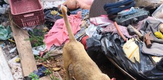 Moradora do João Domingos Neto é multada em R$ 3 mil por maus-tratos a cachorro