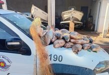 Polícia Militar Ambiental apreende mais de 60 kg de peixes no Rio Aguapeí em Lucélia