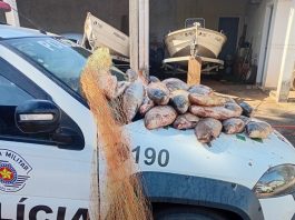 Polícia Militar Ambiental apreende mais de 60 kg de peixes no Rio Aguapeí em Lucélia