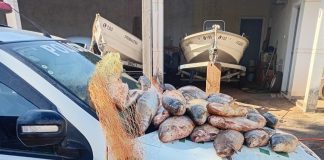 Polícia Militar Ambiental apreende mais de 60 kg de peixes no Rio Aguapeí em Lucélia