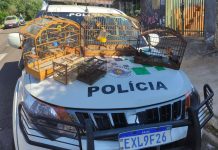Homem é multado em R$ 2 mil por manter aves silvestres em cativeiro em Presidente Prudente
