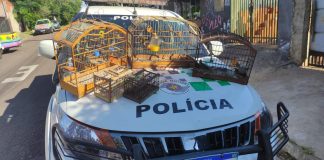 Homem é multado em R$ 2 mil por manter aves silvestres em cativeiro em Presidente Prudente