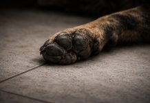 Homem é preso após matar cachorro e invadir loja em Presidente Prudente