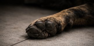 Homem é preso após matar cachorro e invadir loja em Presidente Prudente