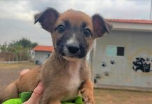 Presidente Prudente aprova lei que paga recompensa a quem denunciar maus-tratos a animais