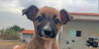 Presidente Prudente aprova lei que paga recompensa a quem denunciar maus-tratos a animais