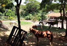 Fiscalização recolhe oito cavalos soltos em ruas da Zona Leste de Presidente Prudente