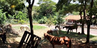 Fiscalização recolhe oito cavalos soltos em ruas da Zona Leste de Presidente Prudente