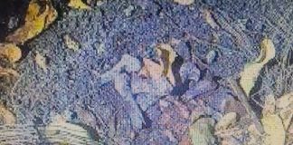 Polícia investiga ossos encontrados em área queimada no Jardim Itapura