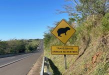 Atropelamentos de animais caíram 28% no Oeste Paulista, segundo DER