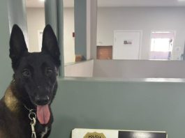 Mototaxista é preso por tráfico de drogas e resistência em Pirapozinho