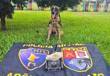 Cadela policial de Presidente Prudente garante 1º lugar em competição internacional