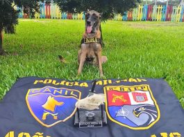Cadela policial de Presidente Prudente garante 1º lugar em competição internacional