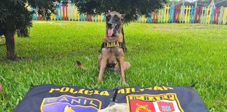 Cadela policial de Presidente Prudente garante 1º lugar em competição internacional