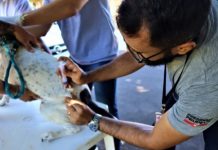 Zoonoses oferece exames e microchipagem gratuita para cães em Prudente