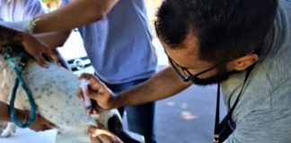 Zoonoses oferece exames e microchipagem gratuita para cães em Prudente