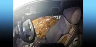 CENA INUSITADA: Dupla é presa transportando quatro bois dentro de um VW Gol no Oeste Paulista