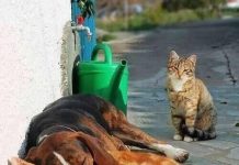 Presidente Prudente recebe mutirão gratuito de castração de cães e gatos no mês de maio