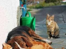 Presidente Prudente recebe mutirão gratuito de castração de cães e gatos no mês de maio