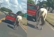 Cavalo é puxado por veículo em avenida de Prudente e polícia tenta identificar responsável