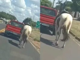 Cavalo é puxado por veículo em avenida de Prudente e polícia tenta identificar responsável