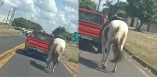 Cavalo é puxado por veículo em avenida de Prudente e polícia tenta identificar responsável
