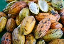 Produção de mudas abre a inserção do cacau no oeste paulista