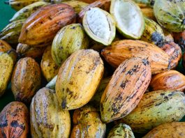 Produção de mudas abre a inserção do cacau no oeste paulista