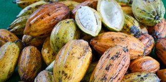 Produção de mudas abre a inserção do cacau no oeste paulista