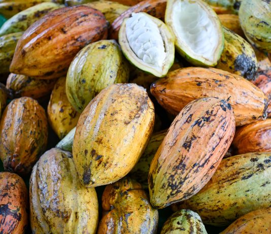 Produção de mudas abre a inserção do cacau no oeste paulista