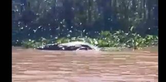 Assista: Jacaré é filmado no Balneário da Amizade em Presidente Prudente