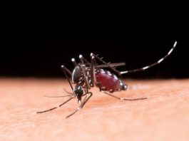 Morte suspeita de dengue é descartada em Tupi Paulista