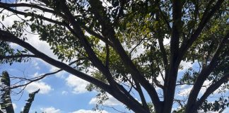 Homem morre após cair de barco no Rio Paranapanema em Teodoro Sampaio